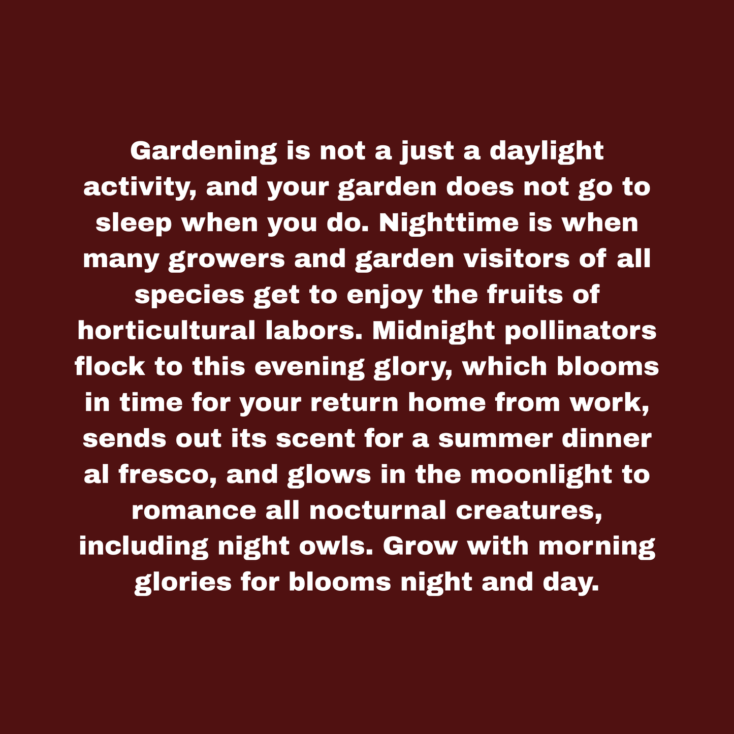 Moon Flower Seeds Pack