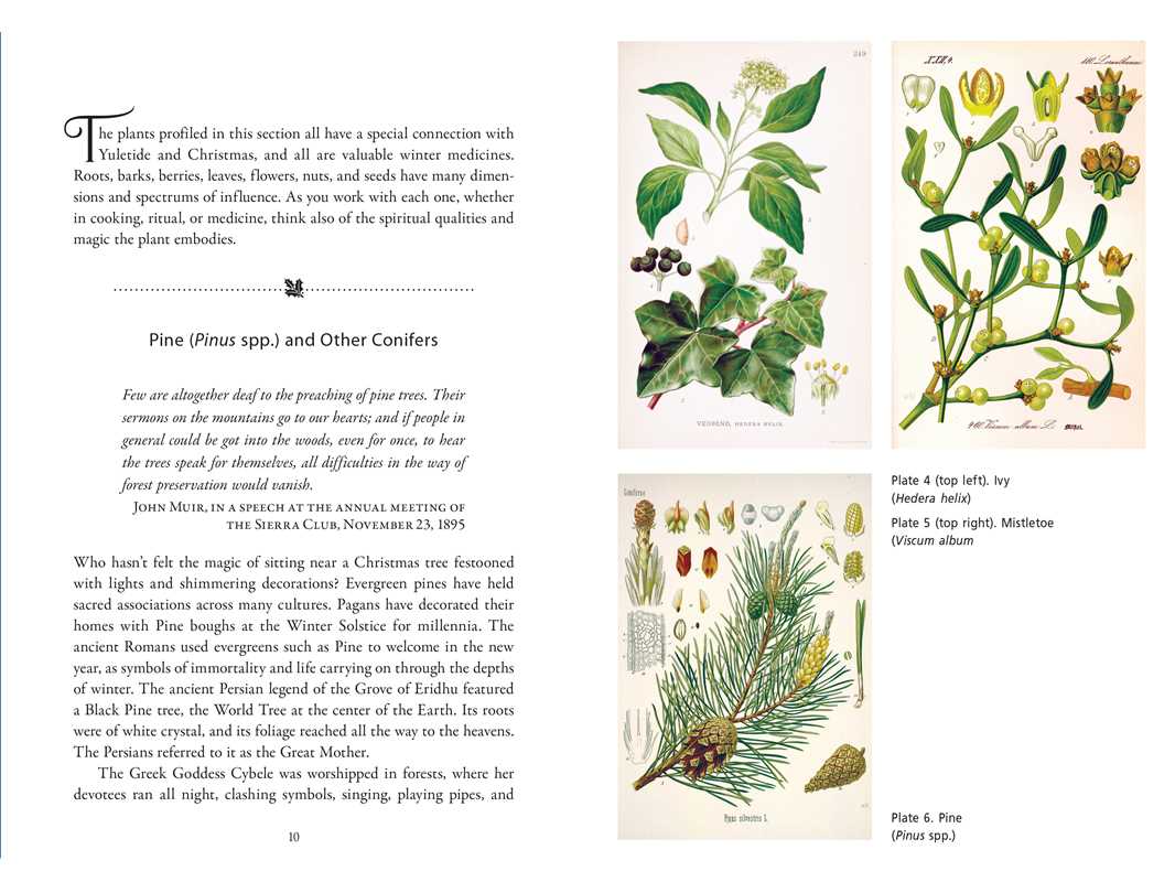 Sacred Herbs of Yule and Christmas by Ellen Evert Hopman: Paperback; 344 pages / English - Gothic & Alternative Gift - Haunted