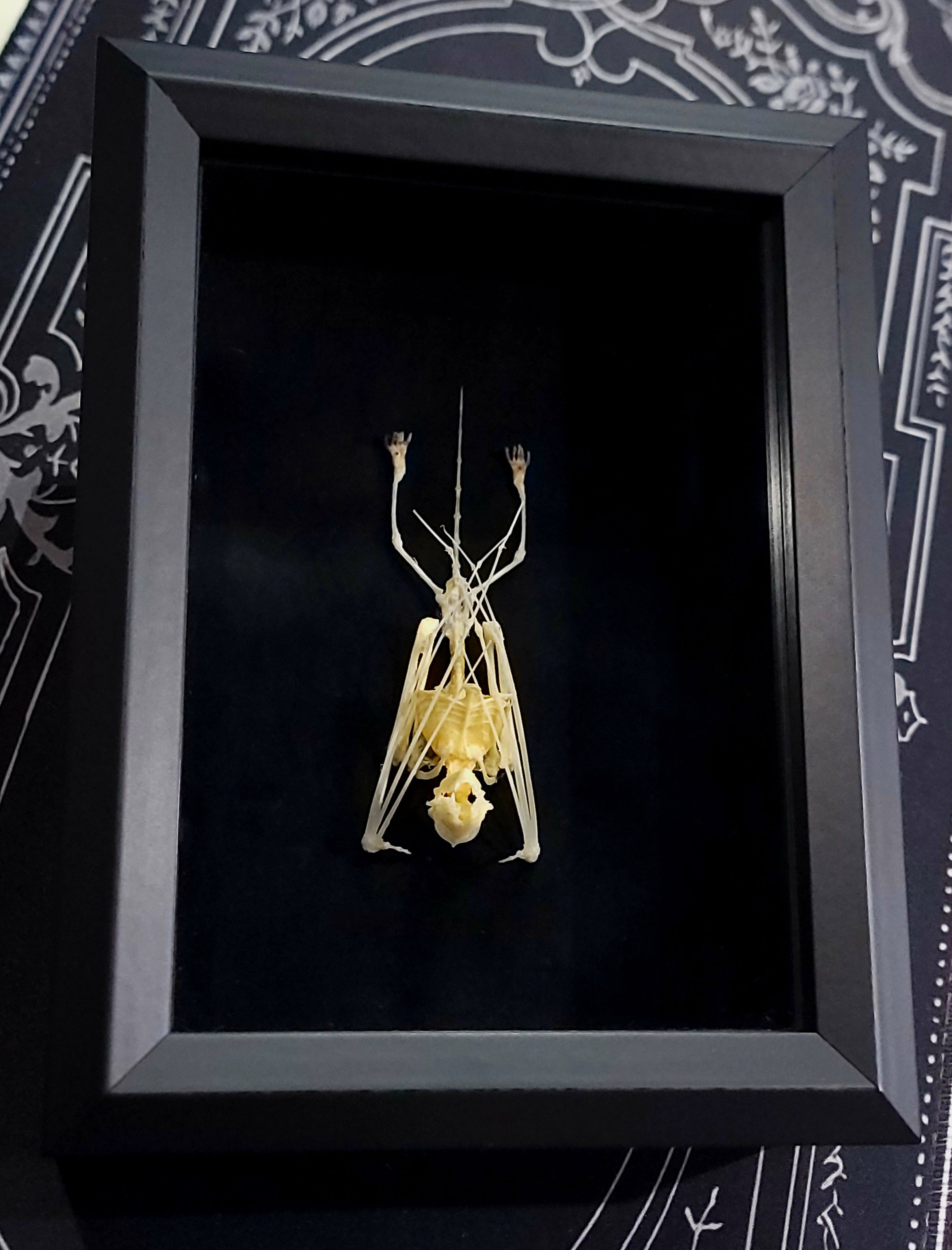 Lesser Asiatic yellow Bat framed skeleton specimen – Haunted