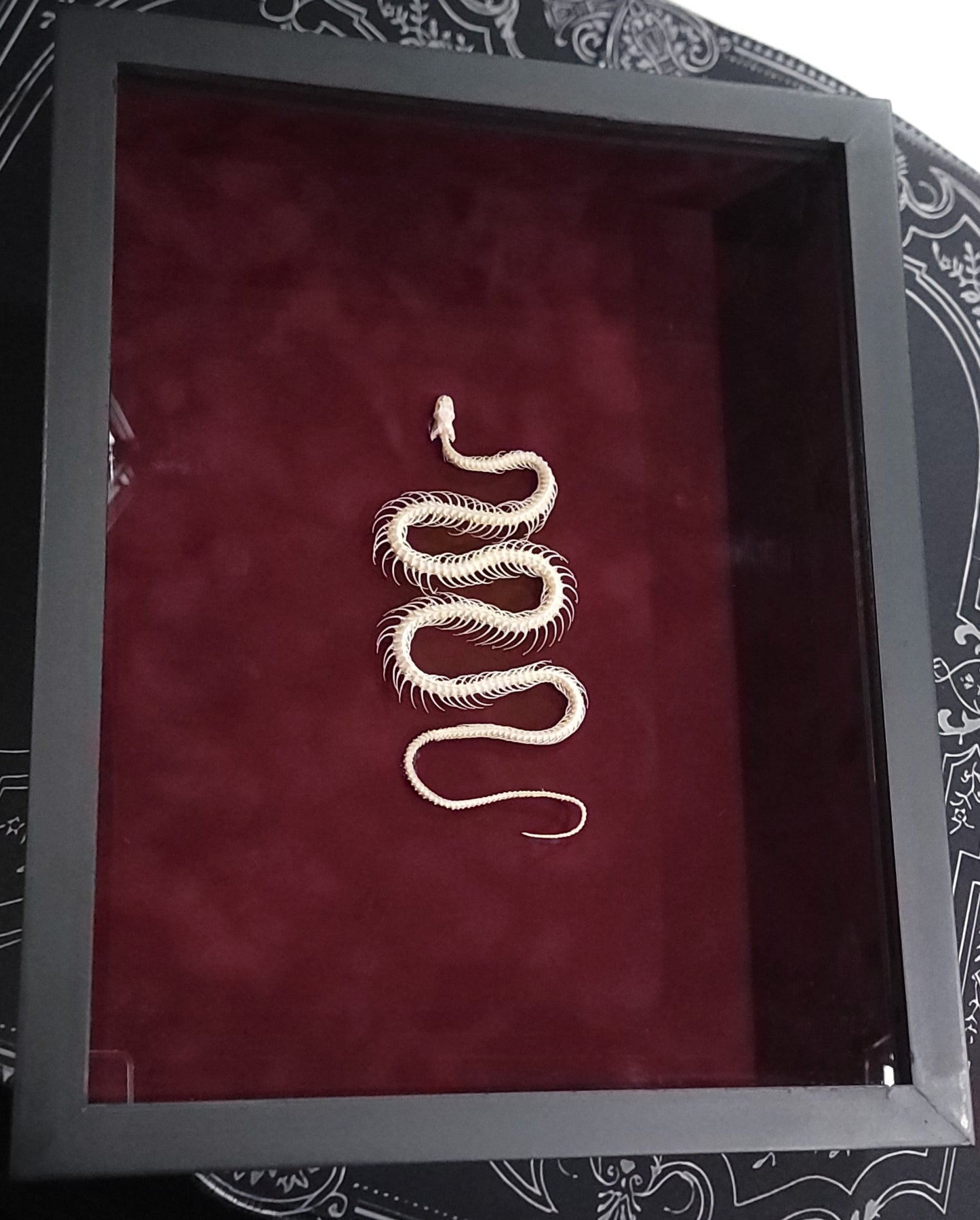 Framed Snake Skeleton Specimen