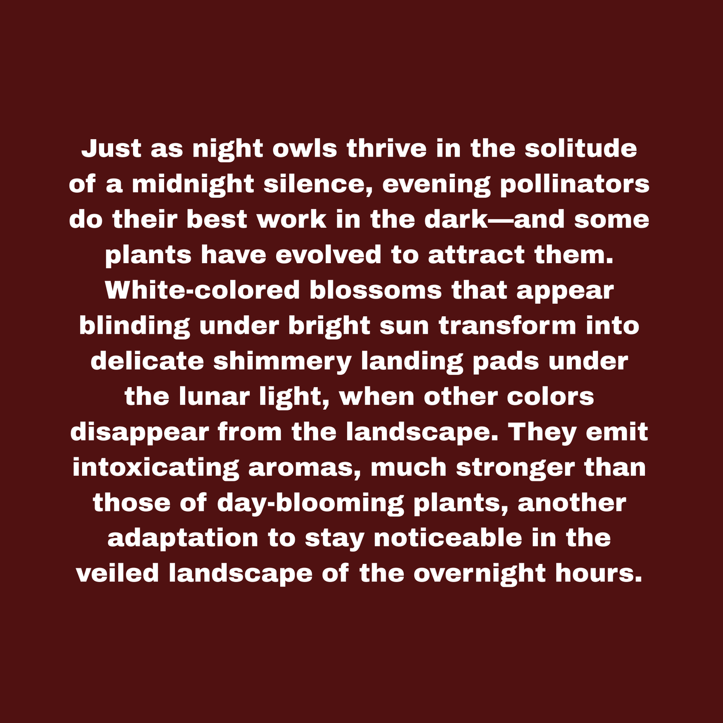 Midnight Garden Mix Seeds Pack