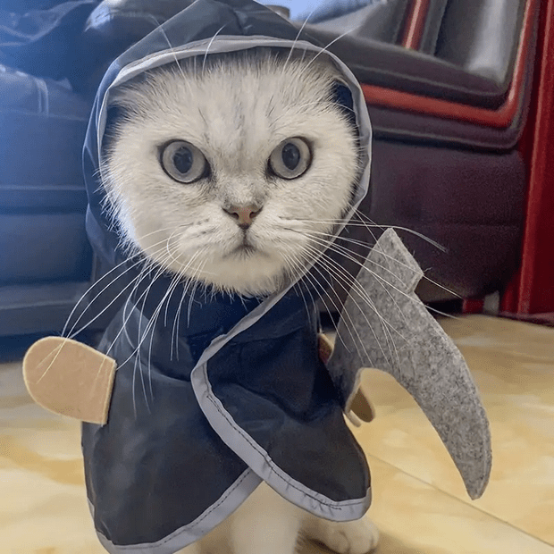 Creepy Cute Grim Reaper Pet Costume Costumes - Gothic & Alternative Gift - Haunted