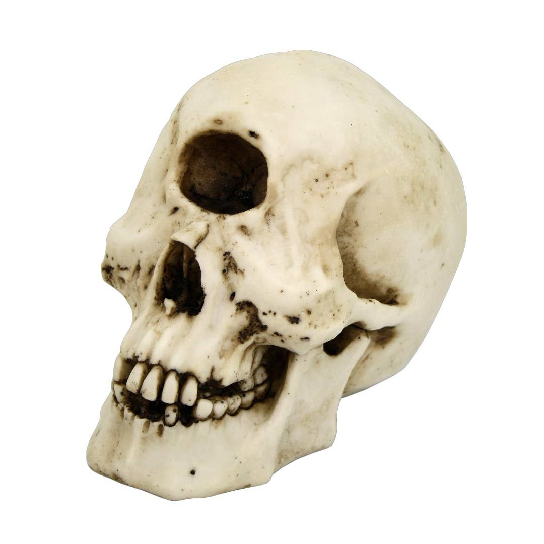 Cyclops Skull Home Decor - Gothic & Alternative Gift - Haunted