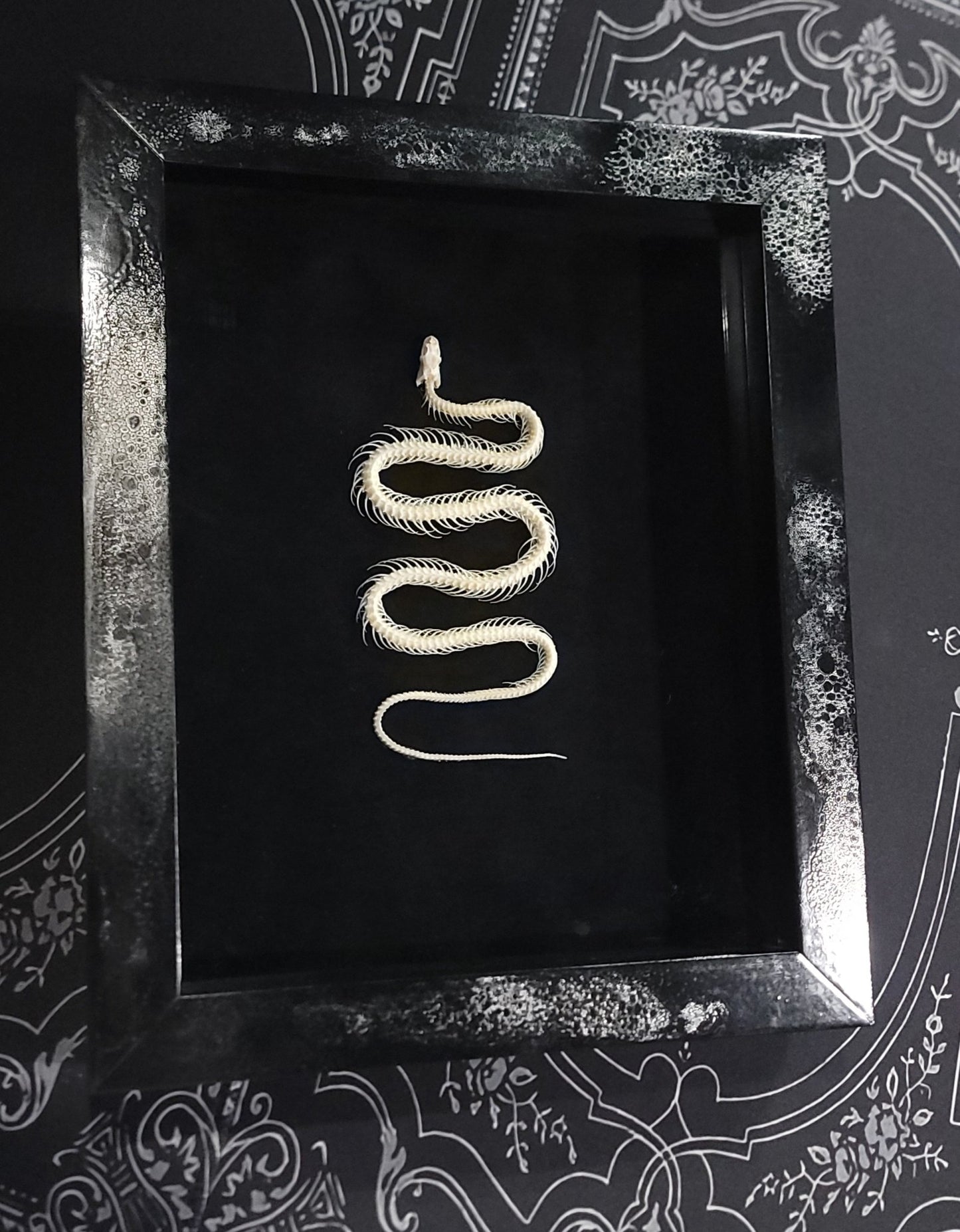 Framed Snake Skeleton Specimen Taxidermy - Gothic & Alternative Gift - Haunted