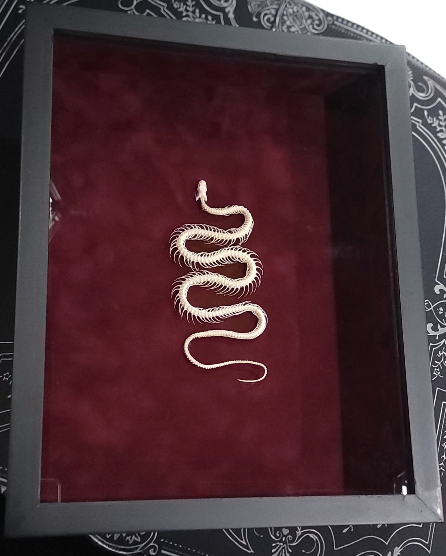 Framed Snake Skeleton Specimen Taxidermy - Gothic & Alternative Gift - Haunted