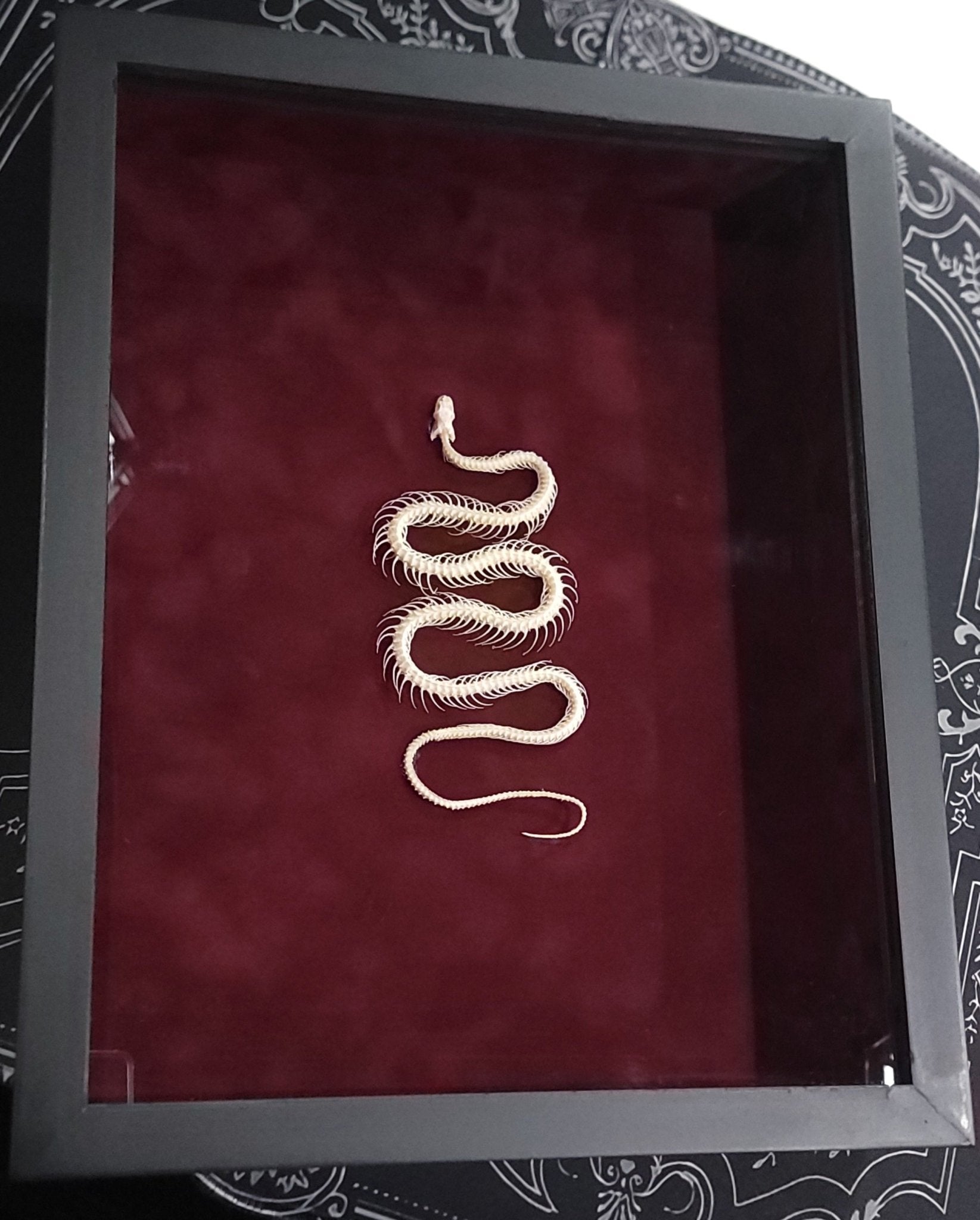 Framed Snake Skeleton Specimen Taxidermy - Gothic & Alternative Gift - Haunted
