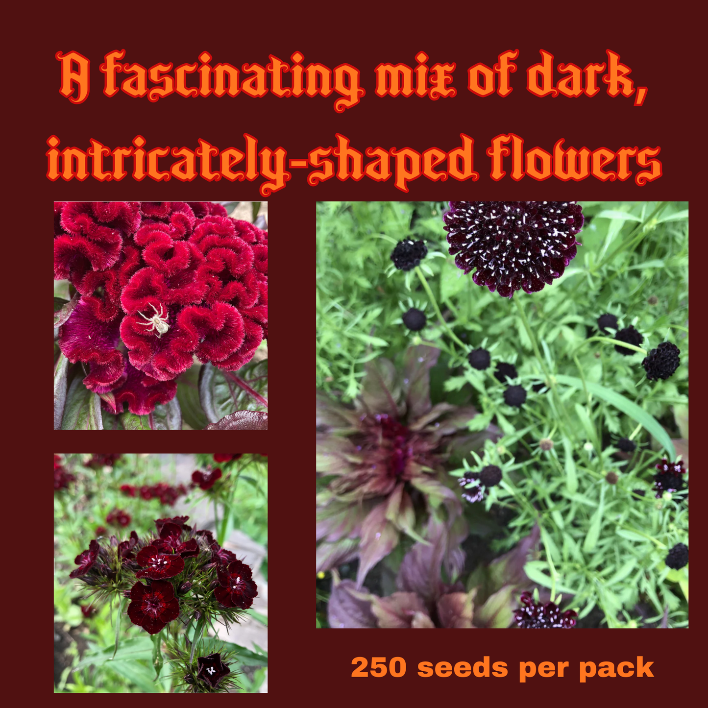 Goth Garden Seeds Pack Garden Decor - Gothic & Alternative Gift - Haunted