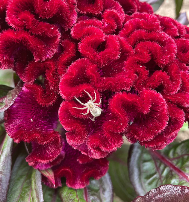 Goth Garden Seeds Pack Garden Decor - Gothic & Alternative Gift - Haunted