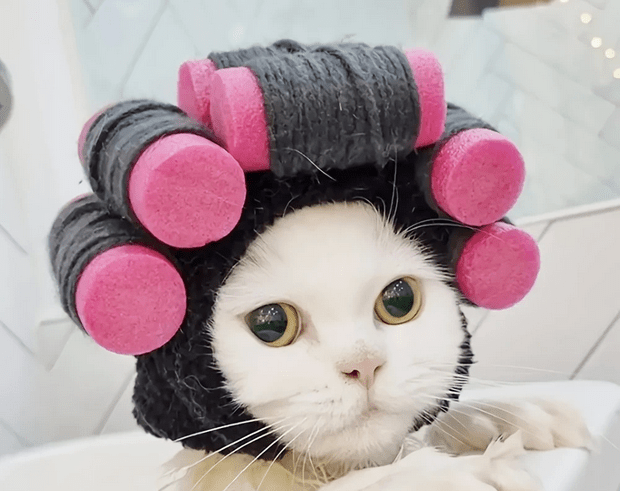 Hair Curlers Cat Pet Costume Costumes - Gothic & Alternative Gift - Haunted