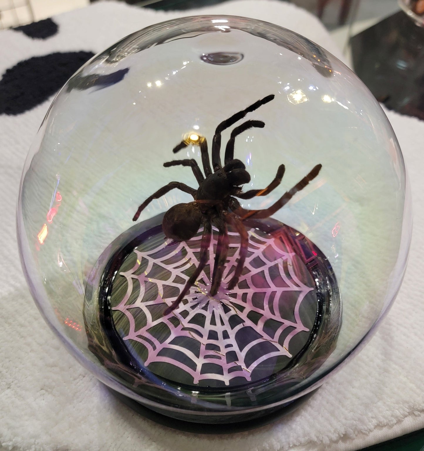 Iridescent dome displayed Tarantula Specimen Taxidermy - Gothic & Alternative Gift - Haunted