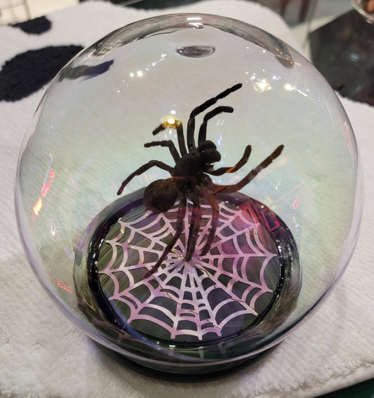 Iridescent dome displayed Tarantula Specimen Taxidermy - Gothic & Alternative Gift - Haunted