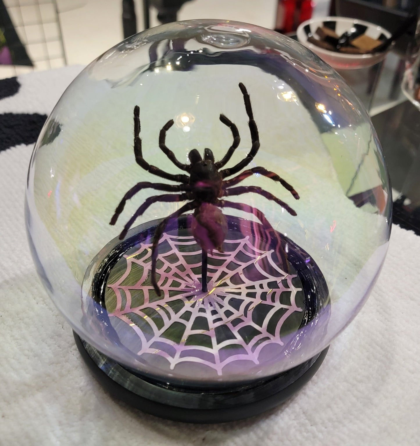 Iridescent dome displayed Tarantula Specimen Taxidermy - Gothic & Alternative Gift - Haunted