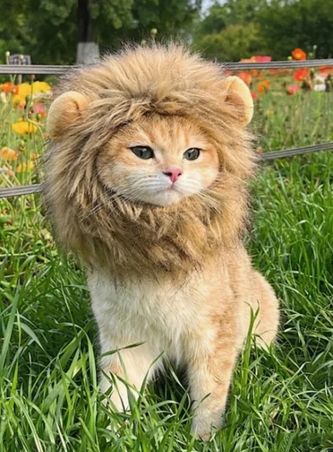 Lion Mane Cat Pet Costume Costumes - Gothic & Alternative Gift - Haunted