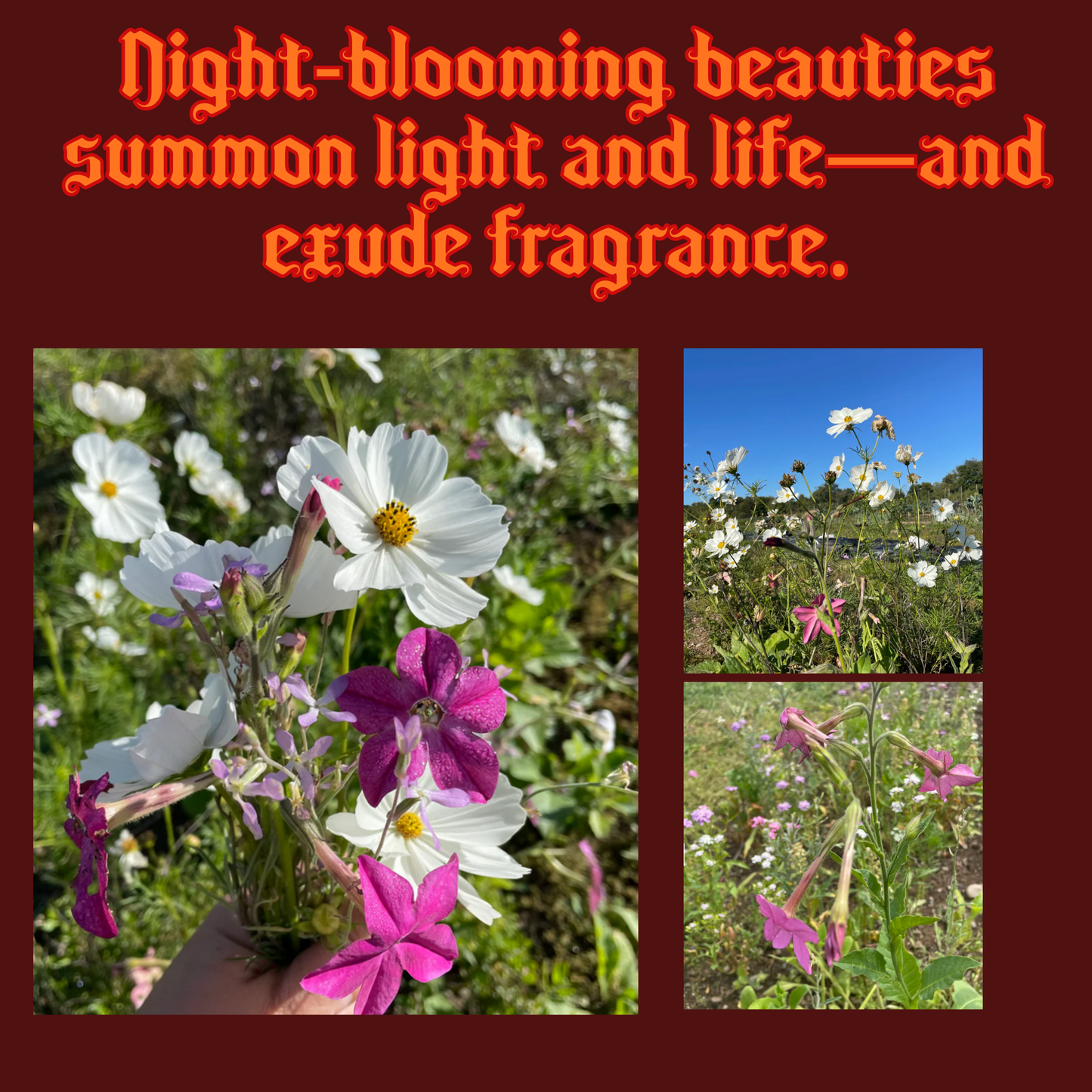 Midnight Garden Mix Seeds Pack Garden Decor - Gothic & Alternative Gift - Haunted