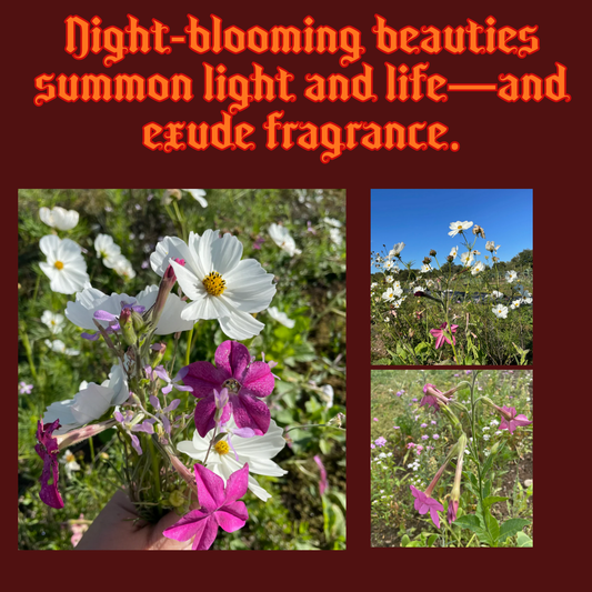 Midnight Garden Mix Seeds Pack Garden Decor - Gothic & Alternative Gift - Haunted