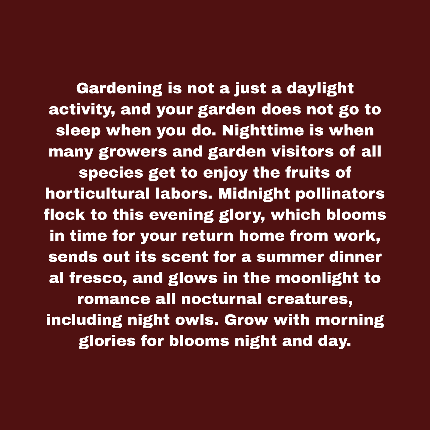 Moon Flower Seeds Pack Garden Decor - Gothic & Alternative Gift - Haunted