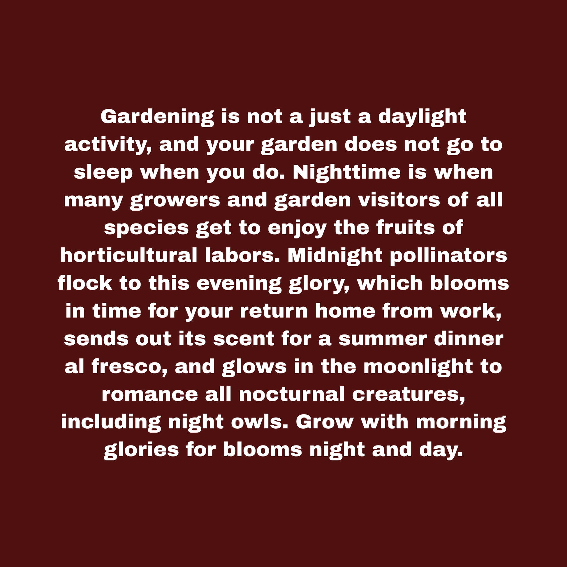 Moon Flower Seeds Pack Garden Decor - Gothic & Alternative Gift - Haunted