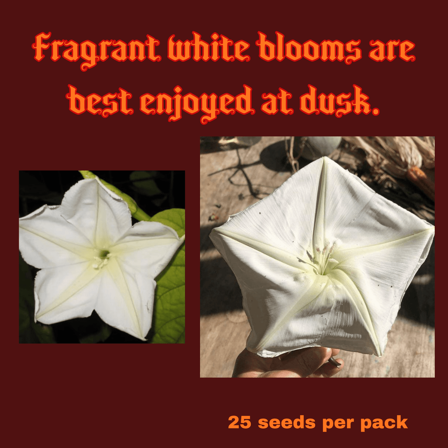 Moon Flower Seeds Pack Garden Decor - Gothic & Alternative Gift - Haunted