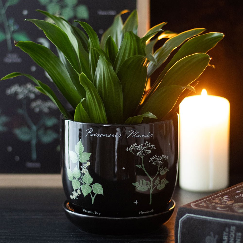 Poisonous Plants Plant Pot Deadly Nightshade Home décor - Gothic & Alternative Gift - Haunted
