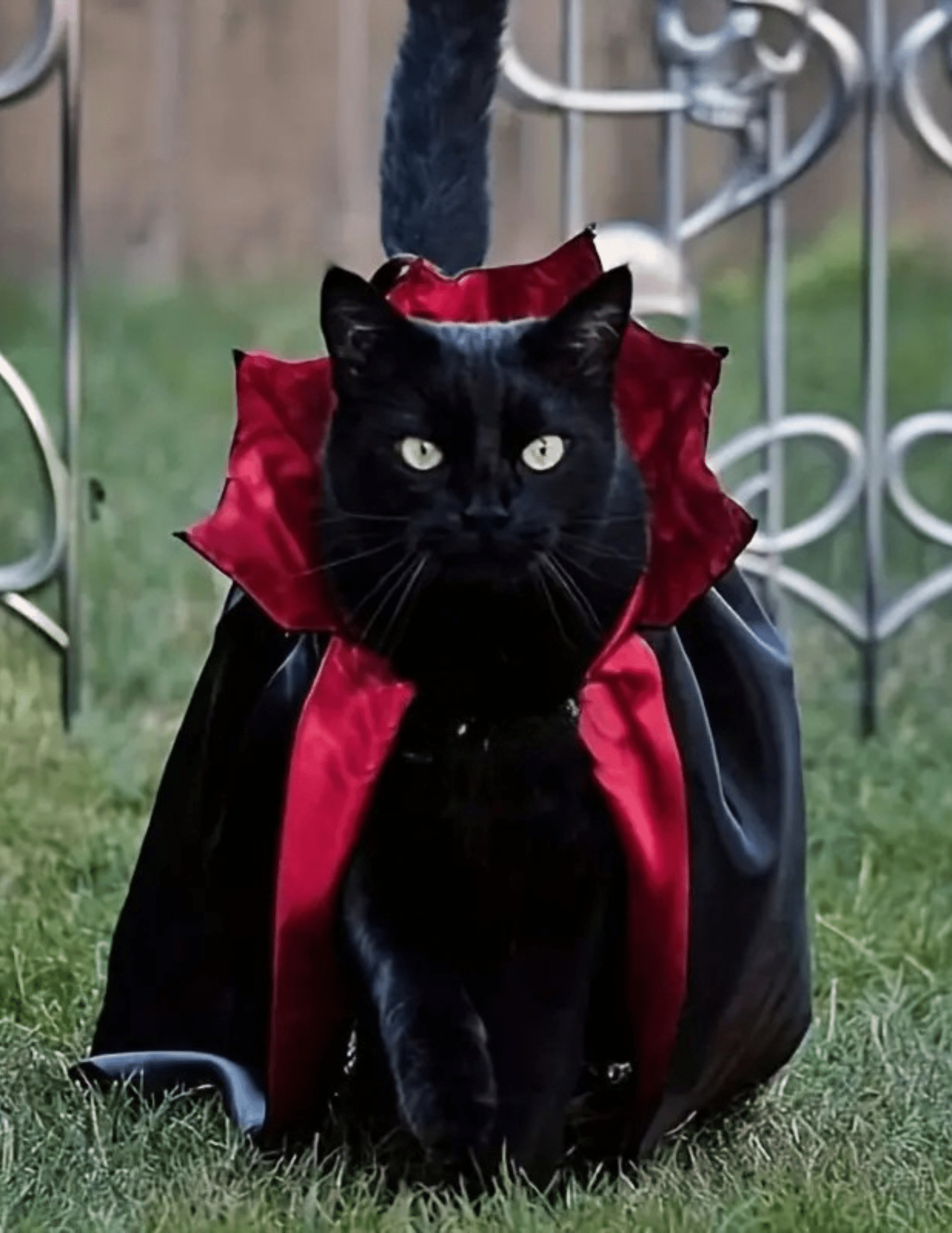 Vampire pets Costume cape Costumes - Gothic & Alternative Gift - Haunted